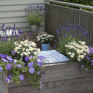 Balkonblumen "Lila & Weiße Blütenträume", 9 Pflanzen*