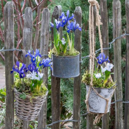 Balkonblumen "Luftig-leichte Frühlingsboten", 11 Pflanzen*