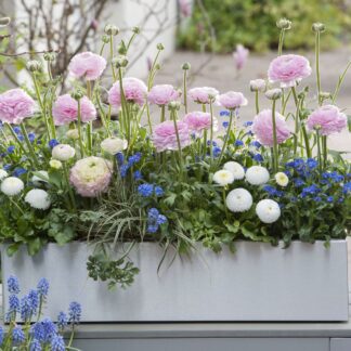 Balkonblumen "Nektarreicher Frühlingsgruß", 9 Pflanzen, bunt*