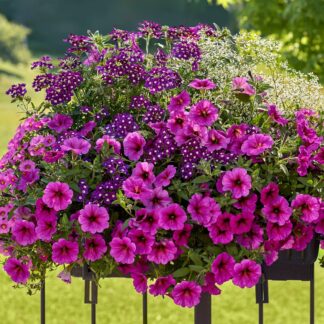 Balkonblumen "Pflegeleichte Blütenharmonie", 6 Pflanzen, bunt*