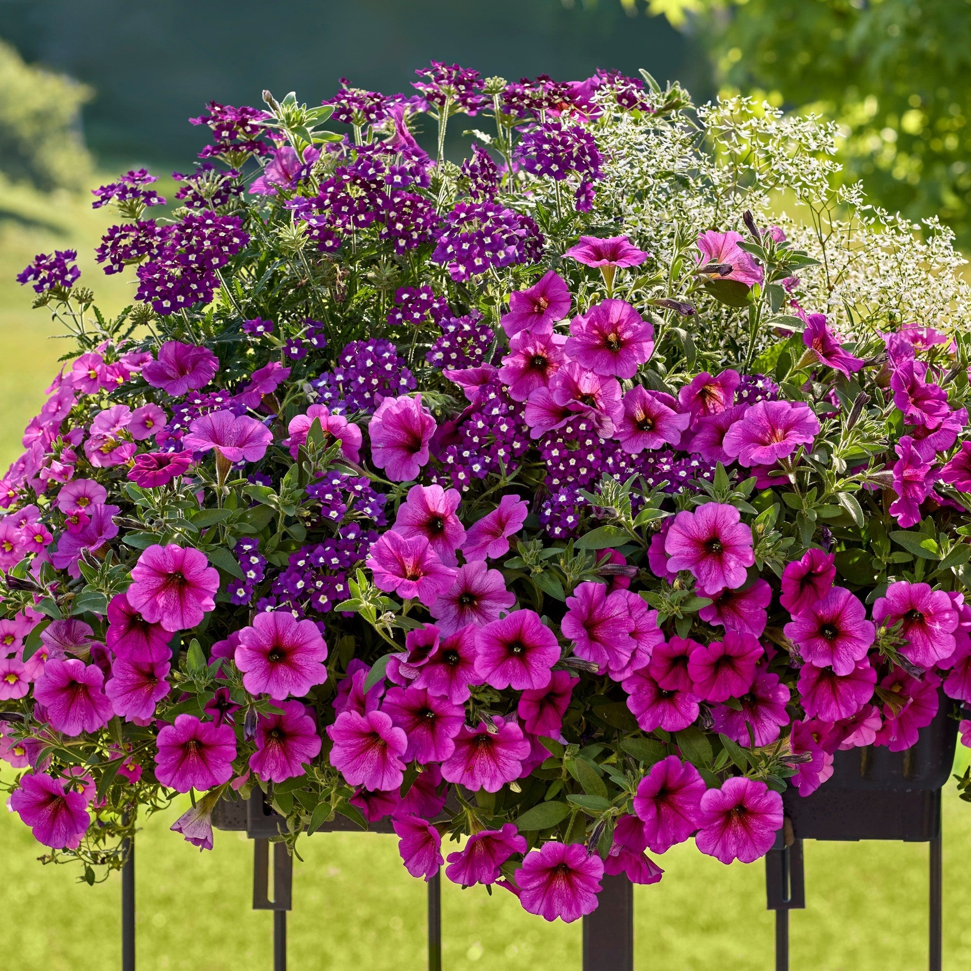 Balkonblumen "Pflegeleichte Blütenharmonie", 6 Pflanzen, bunt*