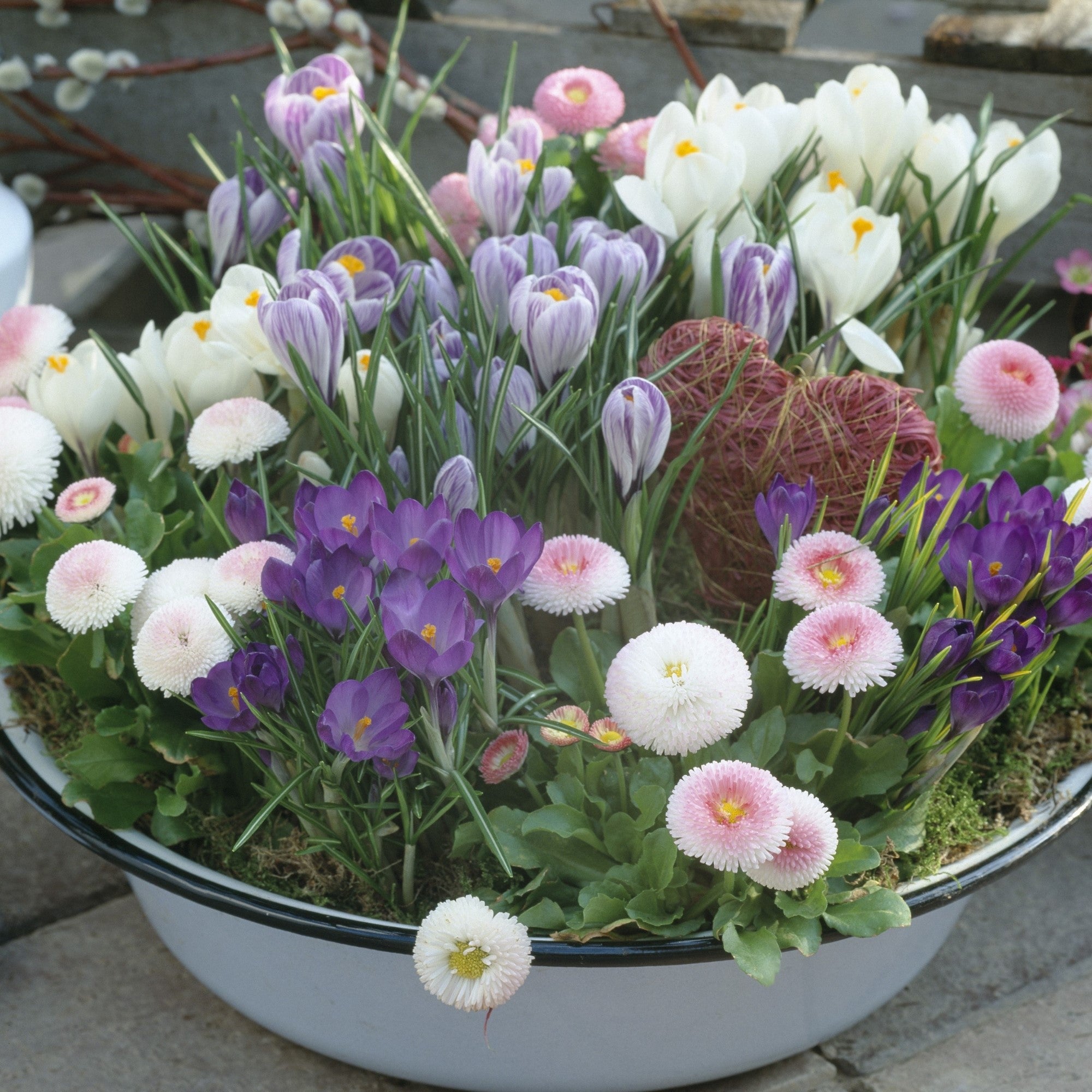 Balkonblumen "Pflegeleichte Pastellblüten", 9 Pflanzen, bunt*