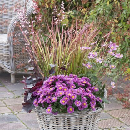 Balkonblumen "Pinkes Farbenspiel im Herbst", 6 Pflanzen, bunt*