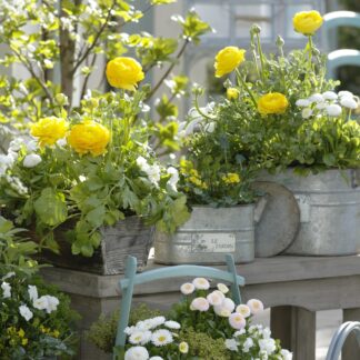 Balkonblumen "Reichblühender Frühlingsgruß", 10 Pflanzen, bunt*