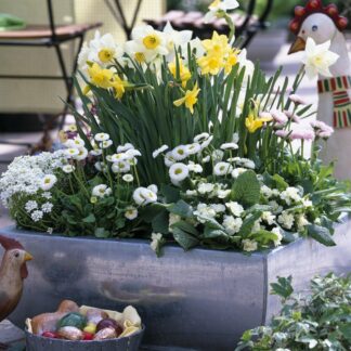 Balkonblumen "Robuste Frühblüher", 9 Pflanzen, bunt*
