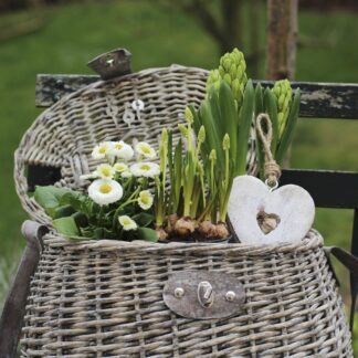Balkonblumen "Robuste Frühlingsfreude", 3 Pflanzen, weiß*