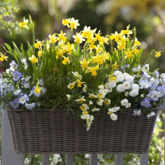 Balkonblumen "Robuster Frühlingsbalkon", 7 Pflanzen, bunt*