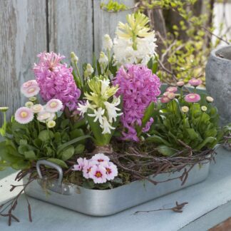 Balkonblumen "Romantischer Frühlingszauber", 9 Pflanzen, bunt*