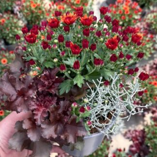 Balkonblumen "Roter Herbstmix", rot*
