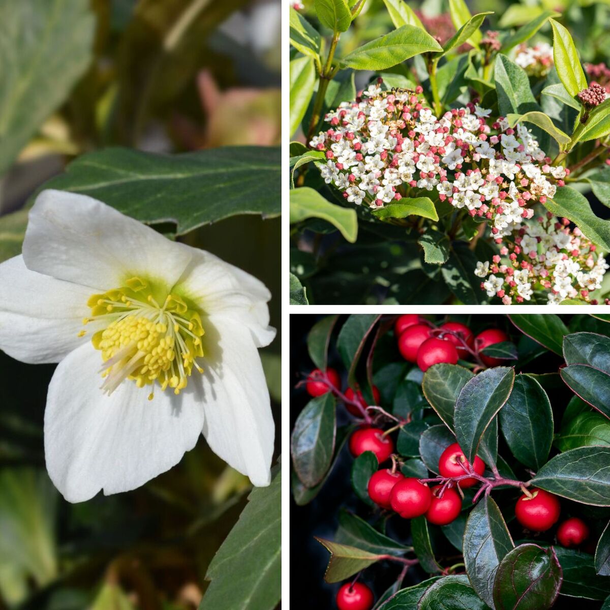 Balkonblumen "Schneeblüten umhüllt von roten Beeren", 6 Pflanzen, weiß*
