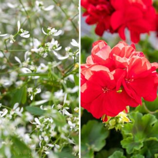 Balkonblumen "Schneeweiß & Blutrot", 6 Pflanzen, rot, weiß*