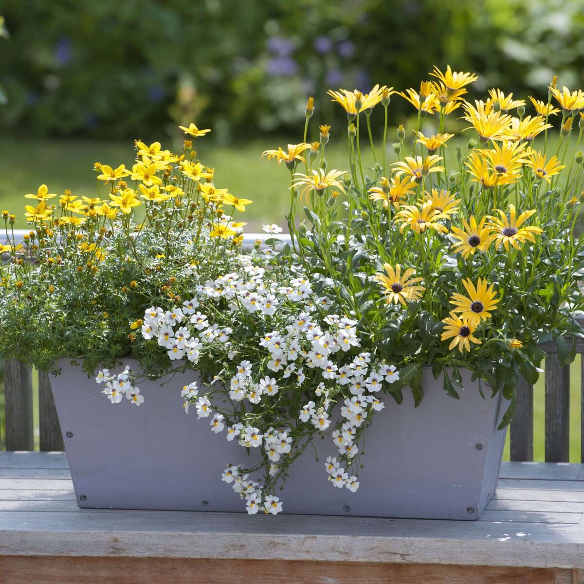 Balkonblumen "Sommerbalkon", 6 Pflanzen, bunt*