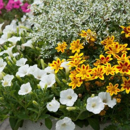 Balkonblumen "Sommerflair für den Balkon", 6 Pflanzen, bunt*