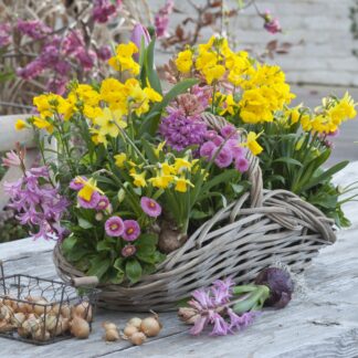 Balkonblumen "Strahlender Frühlingsgruß", 9 Pflanzen, bunt*