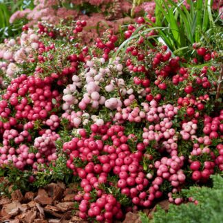 Balkonblumen "Torfmyrtenzauber", bunt*