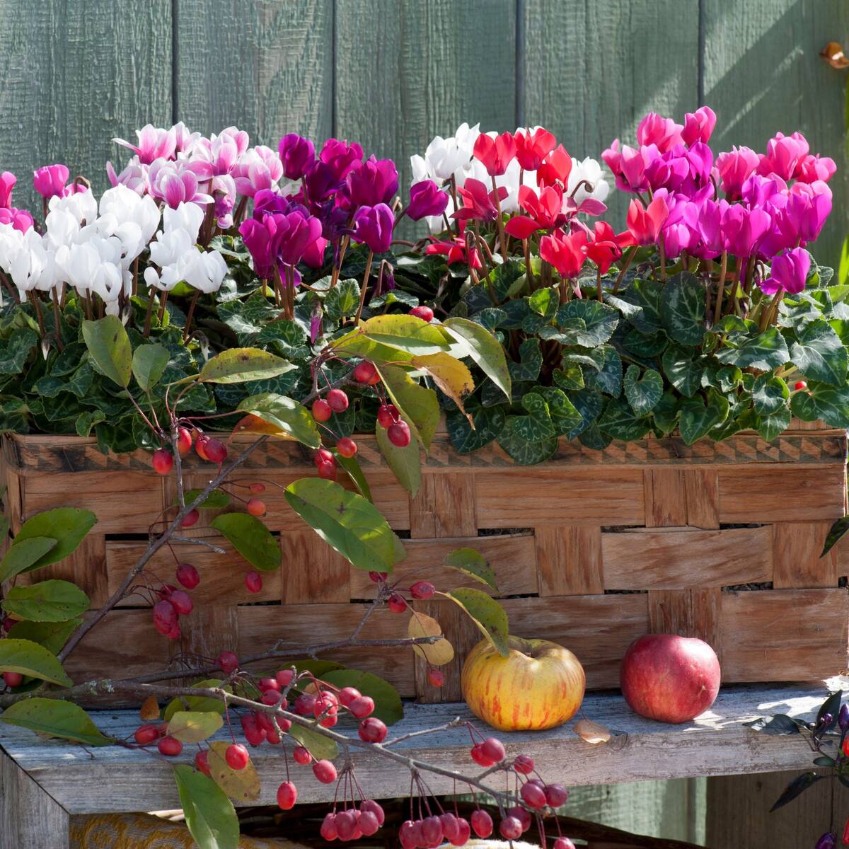 Balkonblumen "Veilchenherbst", 9 Pflanzen*