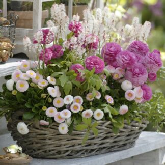 Balkonblumen "Vielfältige Frühblüher", 9 Pflanzen, bunt*