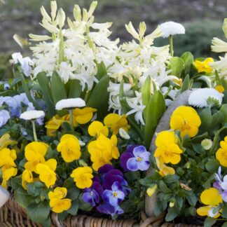 Balkonblumen "Vielfältiges Frühlingsensemble", 11 Pflanzen, bunt*