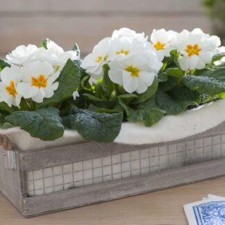 Balkonblumen "Weiße Kissenprimelpracht", 3 Pflanzen, weiß*