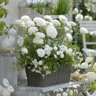 Balkonblumen "Weißer Frühjahrszauber", 10 Pflanzen, weiß*