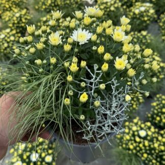 Balkonblumen "Weißer Herbstmix", weiß*
