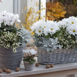 Balkonblumen "Weißer Herbstzauber", 10 Pflanzen, weiß*