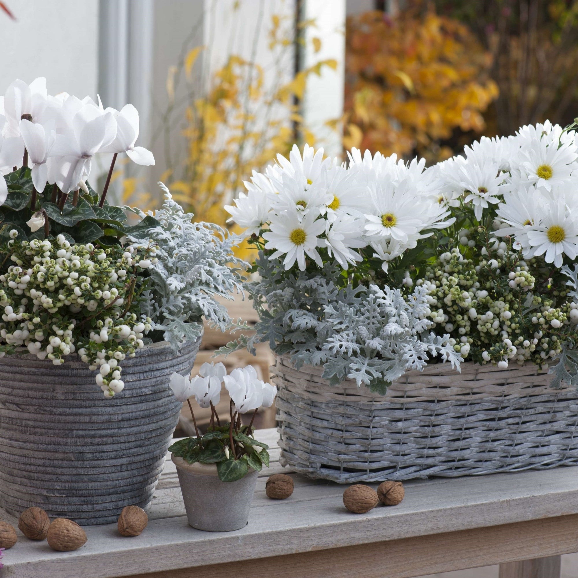 Balkonblumen "Weißer Herbstzauber", 10 Pflanzen, weiß*