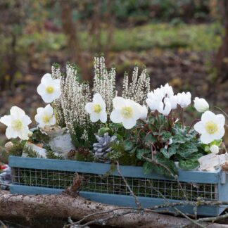 Balkonblumen "Winterliche Eleganz in Weiß", 6 Pflanzen, weiß*