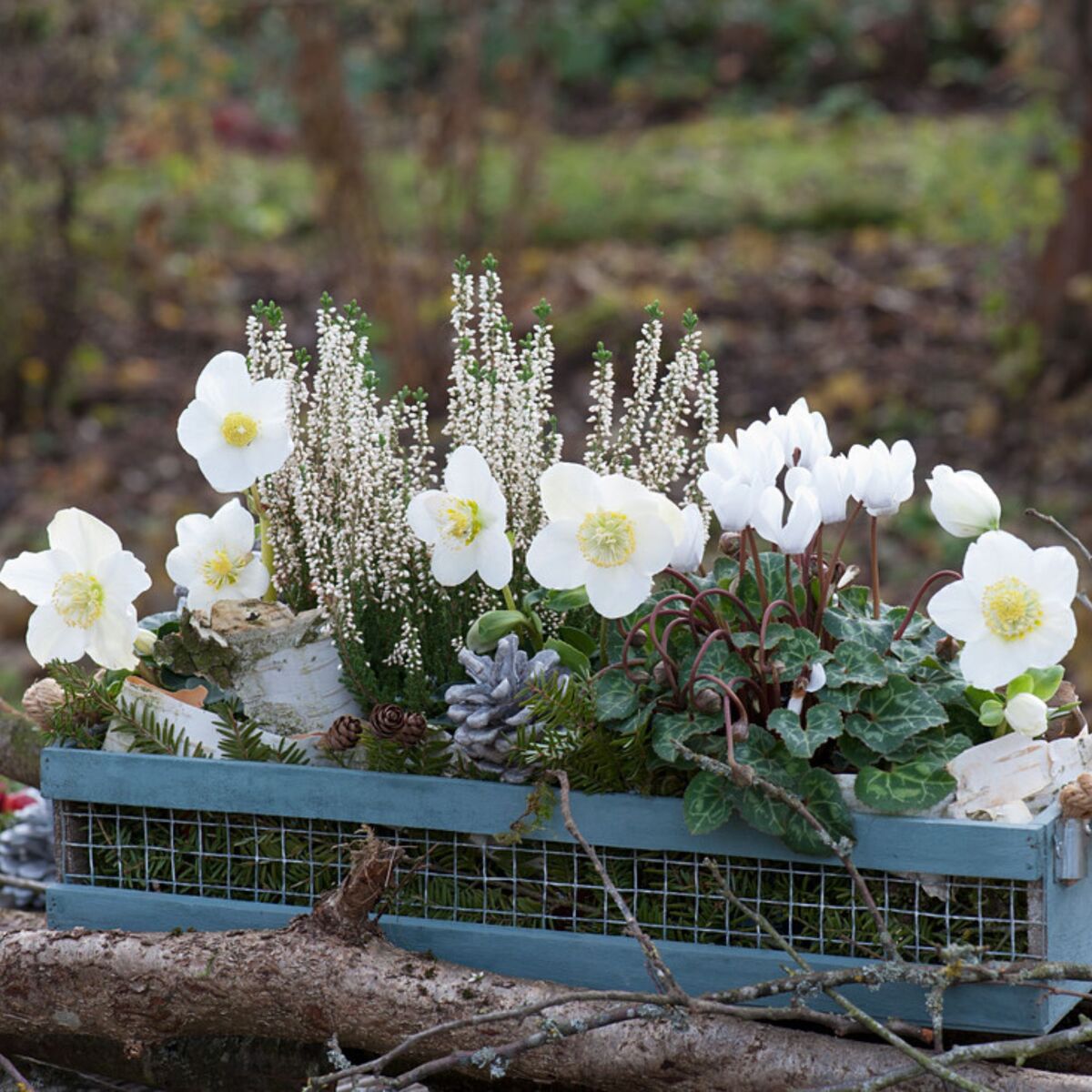 Balkonblumen "Winterliche Eleganz in Weiß", 6 Pflanzen, weiß*