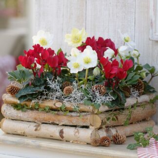 Balkonblumen "Winterliche Kontraste", 6 Pflanzen, bunt*
