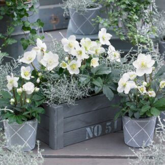 Balkonblumen "Wintertraum in Weiß", 6 Pflanzen, weiß*