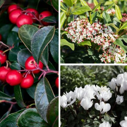 Balkonblumen "Winterzauber in Blüten und Beeren", 6 Pflanzen, weiß*