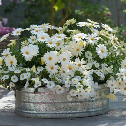 Balkonblumen "Wolkenweiße Pracht", 6 Pflanzen, weiß*