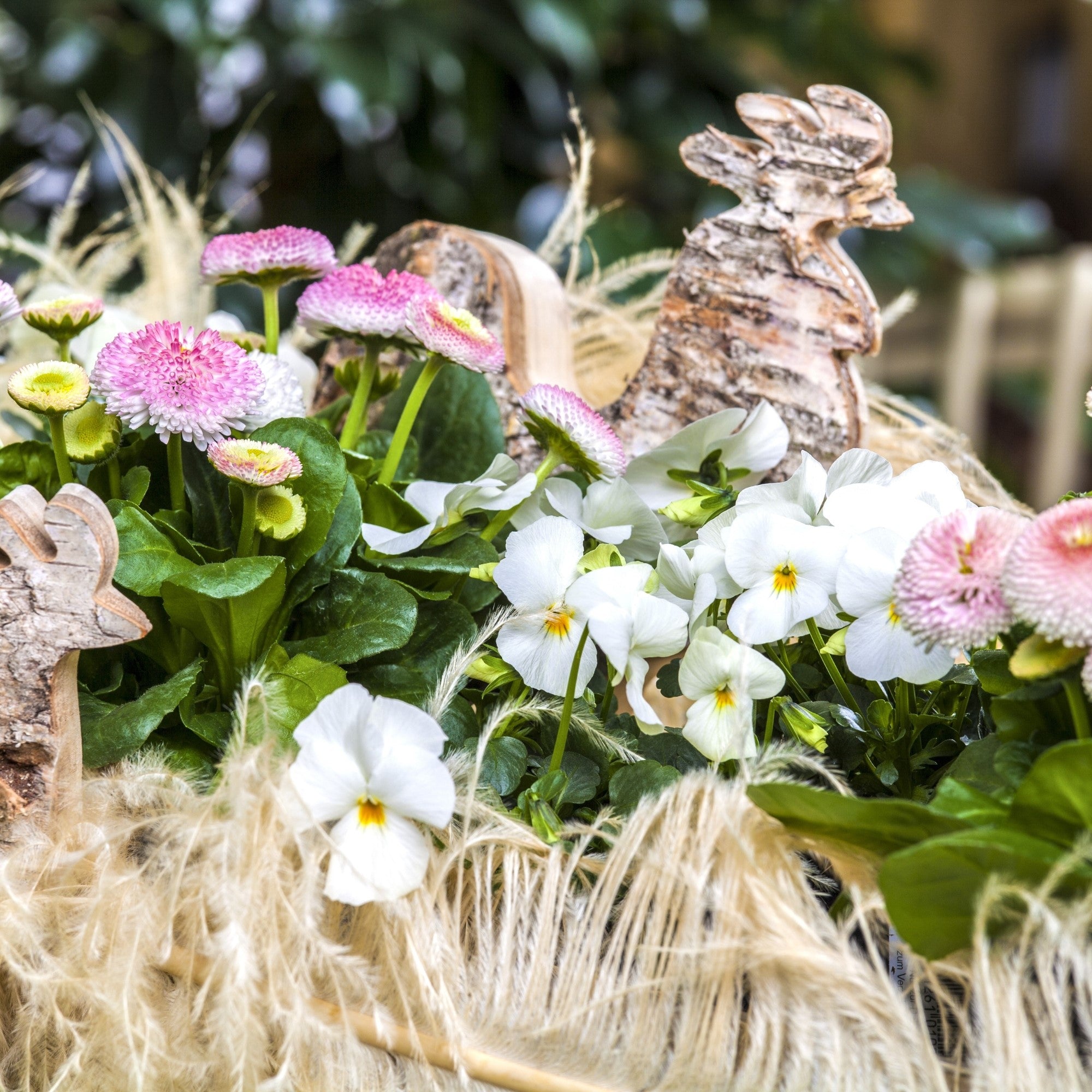 Balkonblumen "Zarte Frühblüher", 7 Pflanzen, bunt*