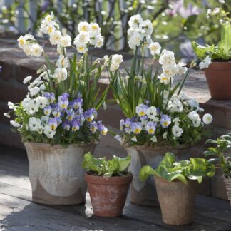 Balkonblumen "Zarter Frühlingsbalkon", 10 Pflanzen, bunt*