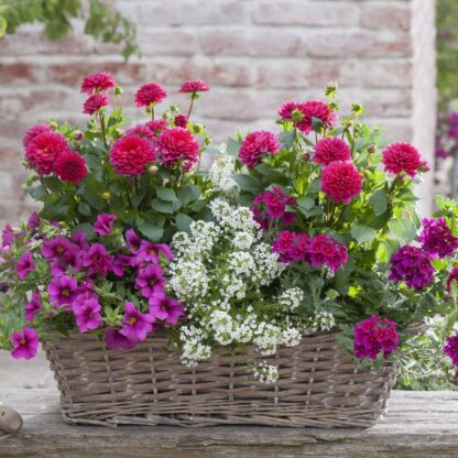 Balkonblumen "Zauber im Bauerngarten", 6 Pflanzen, bunt*