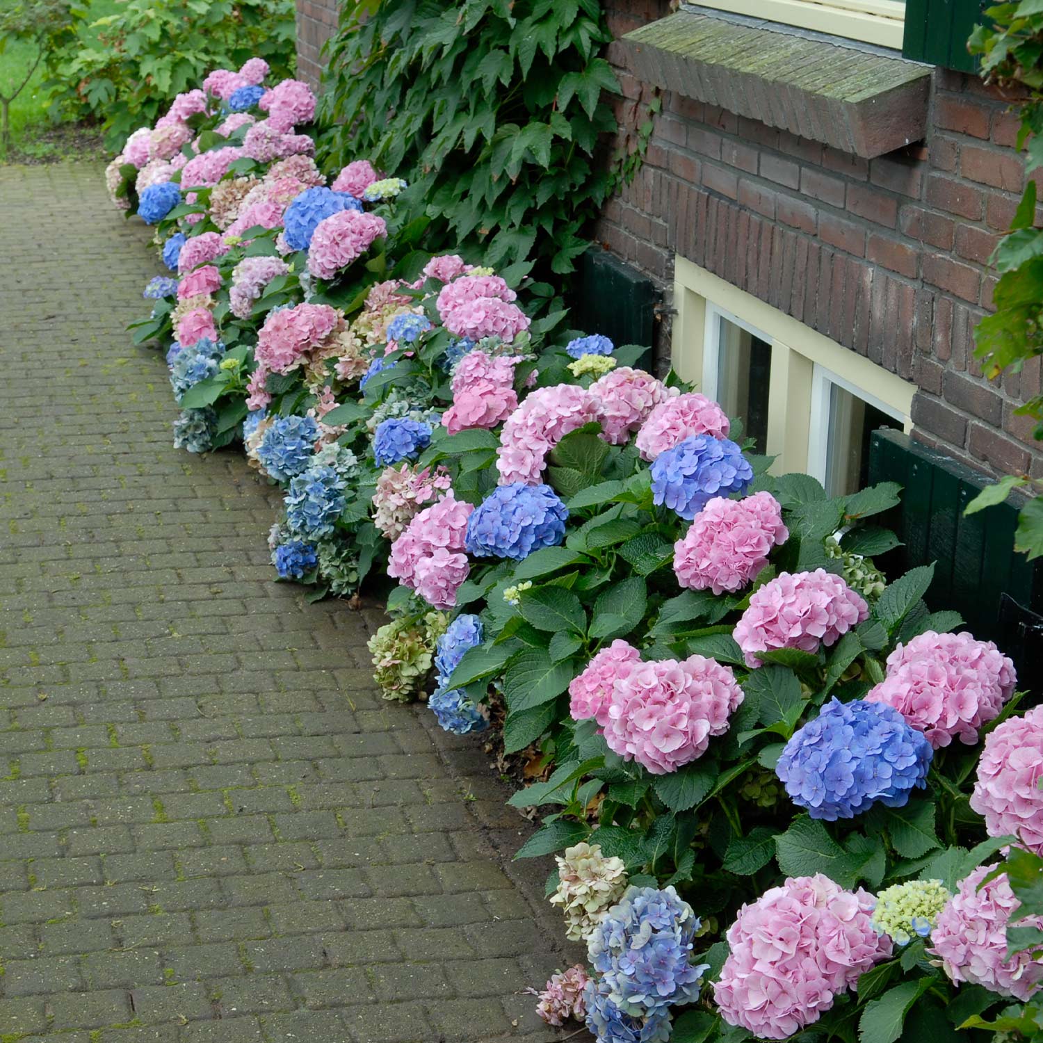 Ballhortensie 'Forever & Ever® Blue' Liefergröße: 30-40 cm*