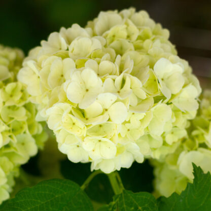 Ballhortensie 'Amethyst'*