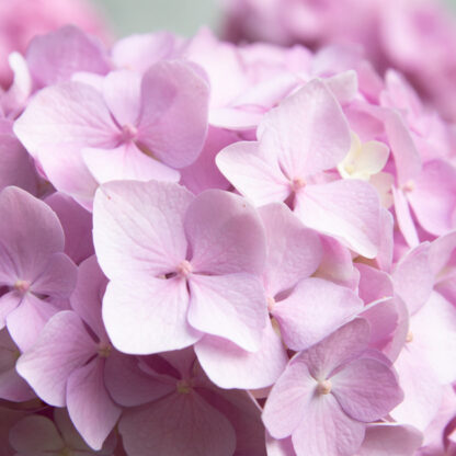 Ballhortensie 'Amethyst', rosa*