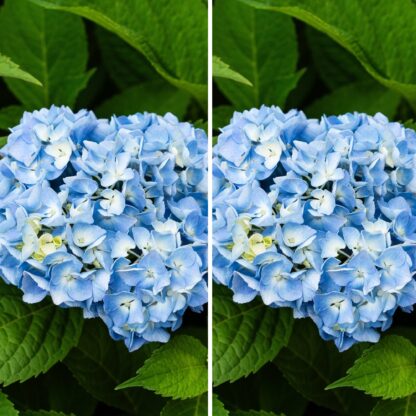 Ballhortensie Blau, 2er-Set, 2 Pflanzen, blau*