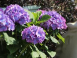 Ballhortensie 'Diva fiore' ® (Violet), 30-40 cm, Hydrangea macrophylla 'Diva fiore' ® (Violet), Containerware*