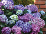 Ballhortensie 'L.A. Dreamin' ®, 30-40 cm, Hydrangea macrophylla 'L.A. Dreamin' ®, Containerware*