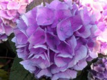 Ballhortensie Magical ® Four Seasons 'Opal ®' Blau, 30-40 cm, Hydrangea macrophylla Magical ® Four Seasons 'Opal ®' Blau, Containerware*