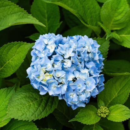 Ballhortensie, blau*