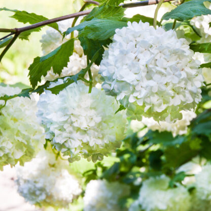 Ballhortensie, weiß*