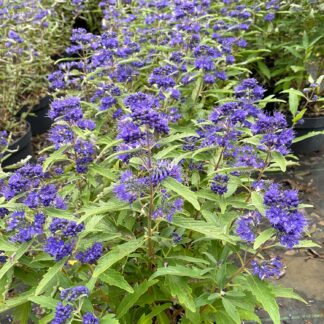 Bartblume 'First Blue', 3 Liter, 20 - 30 cm Liefergröße: 20 - 30 cm*