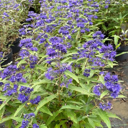 Bartblume 'First Blue', 3 Liter, 20 - 30 cm Liefergröße: 20 - 30 cm*