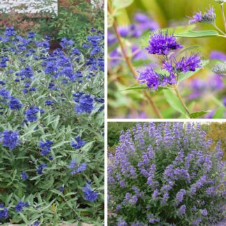 Bartblume, 3 Pflanzen, 3 Pflanzen*