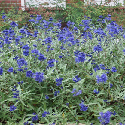 Bartblume 'Blauer Spatz®', blau*