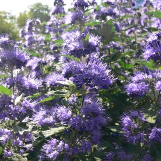 Bartblume 'Blue Balloon®', blau*